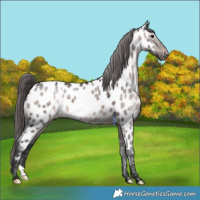 Horse Color:Platinum Brown Dun Near Leopard 