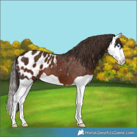 Horse Color:Liver Chestnut Splash Appaloosa 