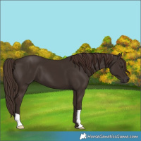 Horse Color:Liver Chestnut 