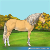 Horse Color:Palomino 