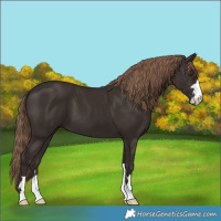 Horse Color:Liver Chestnut 