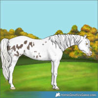 Horse Color:Silver Black Sabino Tobiano Appaloosa 