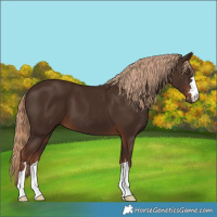 Horse Color:Liver Chestnut 