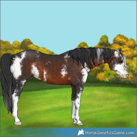 Horse Color:Brown Sabino