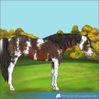 Horse Color:Liver Chestnut Sabino 