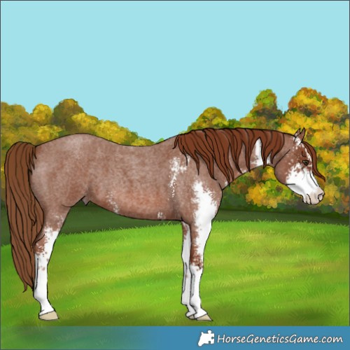 Horse Color:Red Roan Sabino 