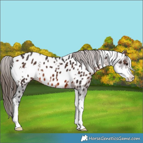 Horse Color:Brown Sabino Appaloosa 