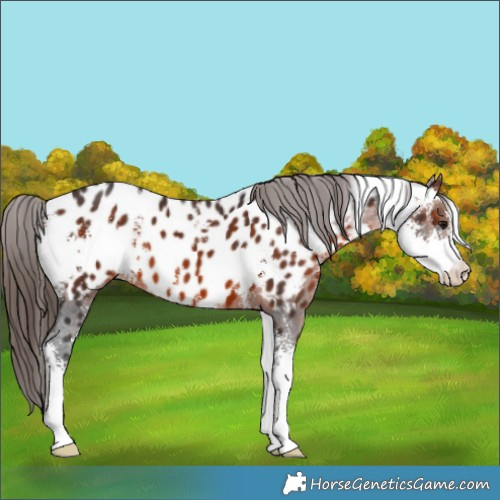 Horse Color:Brown Sabino Appaloosa 