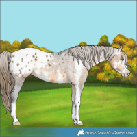 Horse Color:Buckskin Sabino Blanket 