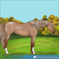 Horse Color:Red Dun 