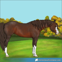 Horse Color:Liver Chestnut 