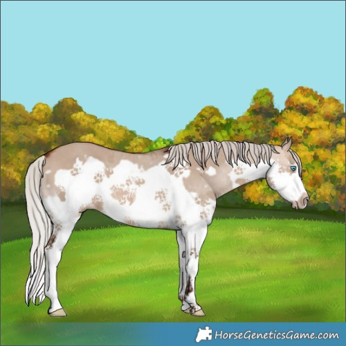 Horse Color:Silver Brown Dun Splash Frame 