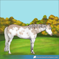Horse Color:Silver Brown Dun Splash Frame 