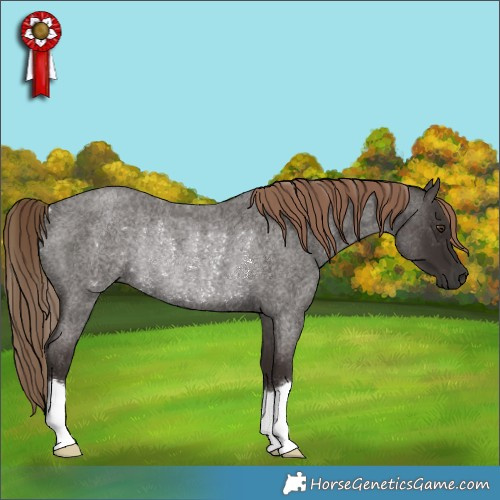 Horse Color:Liver Red Roan Rabicano 