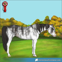 Horse Color:White Spotted Liver Chestnut 