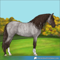 Horse Color:Liver Red Roan Rabicano 