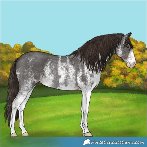 Horse Color:White Spotted Liver Chestnut Rabicano 