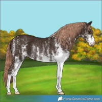 Horse Color:White Spotted Liver Chestnut Rabicano 