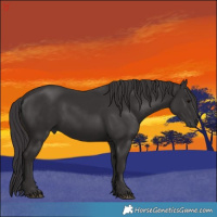 Horse Color:Smoky Black 