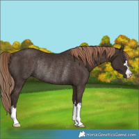 Horse Color:Liver Chestnut Rabicano 