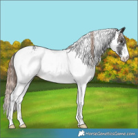 Horse Color:White Spotted Liver Chestnut Rabicano 