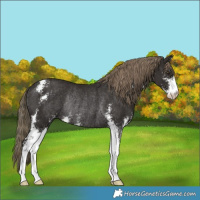Horse Color:Liver Chestnut Sabino Rabicano 