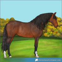 Horse Color:Bay Rabicano 