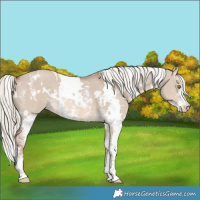 Horse Color:White Spotted Red Dun Mushroom Sabino Rabicano 