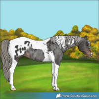 Horse Color:Liver Chestnut Mushroom Tobiano Blanket Rabicano 