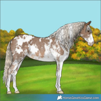 Horse Color:White Spotted Chocolate Palomino Sabino Rabicano