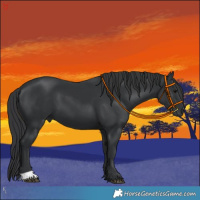Horse Color:Black 