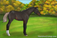 Horse Color:Gray Silver Brown 