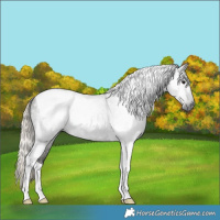 Horse Color:Gray Silver Smoky Blue Roan Tobiano 