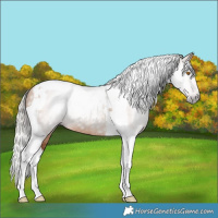 Horse Color:Gray Silver Classic Champagne Tobiano 