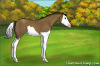 Horse Color:Gray Classic Cream Champagne Roan Splash 