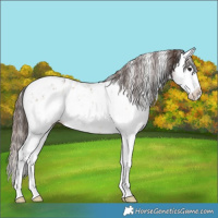 Horse Color:White Spotted Bay Dun Sabino Splash Appaloosa 