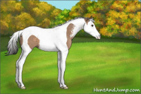 Horse Color:Bay Dun Sabino Splash Tobiano 