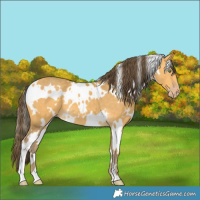 Horse Color:White Spotted Amber Cream Champagne 