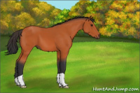 Horse Color:Bay 