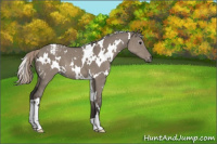 Horse Color:Gray White Spotted Silver Grullo Appaloosa 
