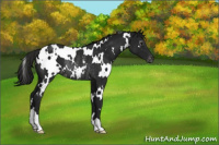 Horse Color:Gray White Spotted Smoky Black Appaloosa Rabicano 
