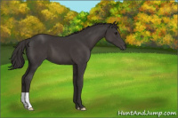 Horse Color:Smoky Black 