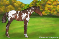 Horse Color:White Spotted Liver Chestnut Appaloosa 