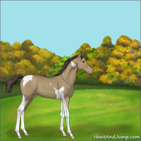 Horse Color:Classic Cream Champagne Tobiano 