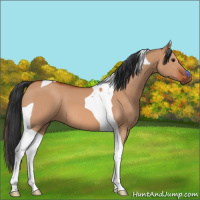 Horse Color:Brown Dun Tobiano 