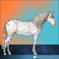 Horse Color:Buckskin Splash Appaloosa 