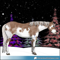 Horse Color:Silver Black Sabino Splash 