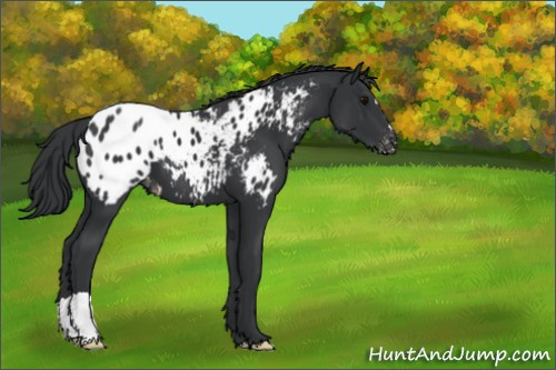 Horse Color:Black Appaloosa 