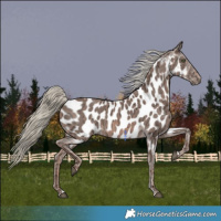 Horse Color:Chestnut Ice Mushroom Appaloosa 