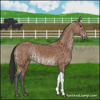 Horse Color:Bay Ice